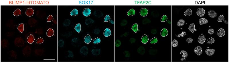 Das Gen SOX17 war bei den Breitmaulnashörnern ein Schlüssel für die Entstehung der Vorläufer von Keimzellen.