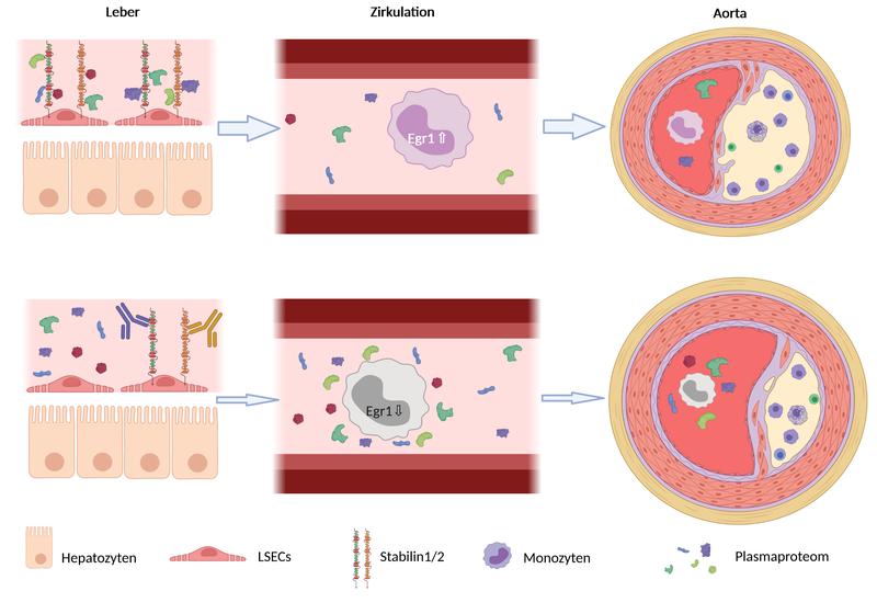 Graphische Darstellung des Mechanismus, wie eine Hemmung der Funktion von Stabilin-1 und -2 in den Sinusendothelzellen der Leber über die Modulation des Plasmaproteoms einer Atherosklerose-Bildung durch Egr1-Unterdrückung in Monozyten vorbeugen kann.