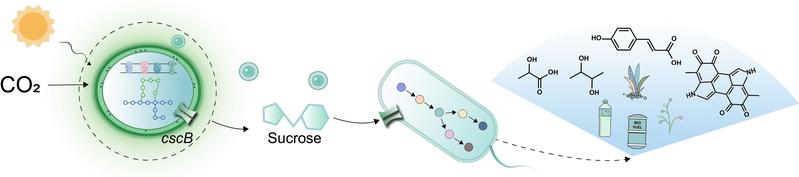 Symbiotische CO2-Speicherung Biotechnologische Mikrobengemeinschaft dient als Kohlenstoffsenke