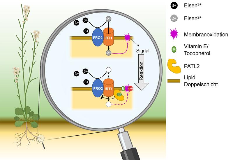 Vorgeschlagenes Arbeitsmodell: Durch die Verbindung von PATELLIN2 und IRT1 trägt Vitamin E (Tocopherol) während der Eisenaufnahme in der Wurzel von Arabidopsis thaliana zu verringertem oxidativem Membranstress bei.