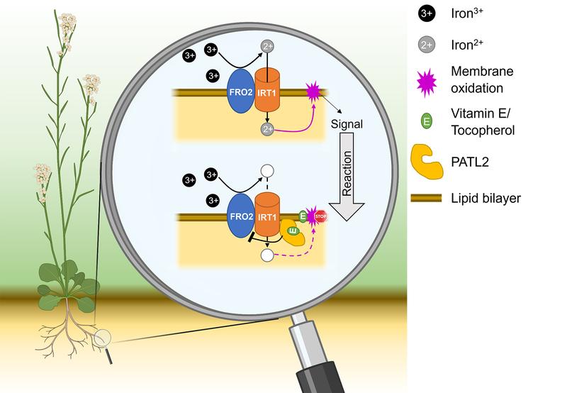 Proposed working model: By linking PATELLIN2 and IRT1, vitamin E (tocopherol) contributes to reduced oxidative membrane stress during iron uptake in Arabidopsis thaliana roots.