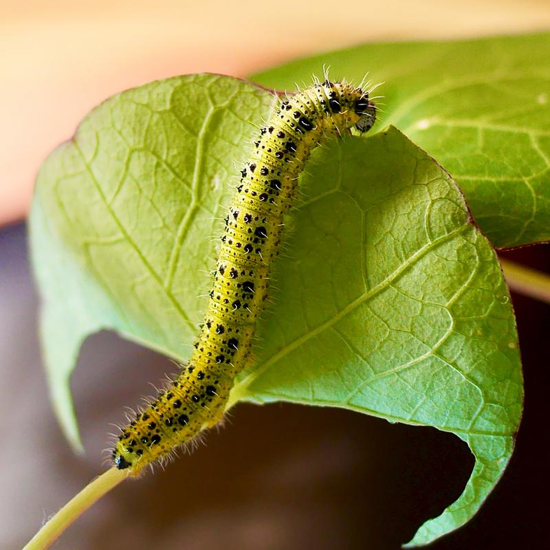 Caterpillar of the cabbage white butterfly 