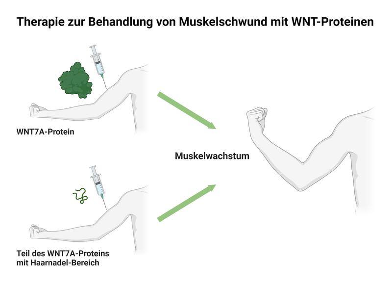 Im Skelettmuskel kann das WNT7A-Protein die Muskelmasse erhöhen. Eine therapeutische Anwendung ist aufgrund der Molekülgröße bisher schwierig. Bereits ein kleiner Teil des Proteins mit dem Haarnadel-Bereich reicht aus, um die volle Funktion zu vermitteln.