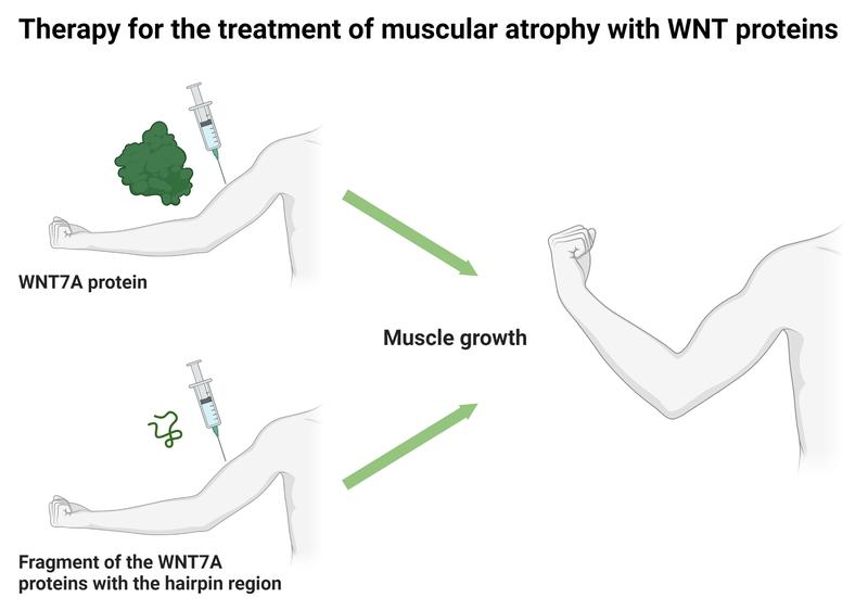In skeletal muscle, the WNT7A protein can increase muscle mass. Until now, therapeutic application has been difficult due to the size of the molecule. Even a small portion of the protein with the hairpin region is sufficient to impart full function.