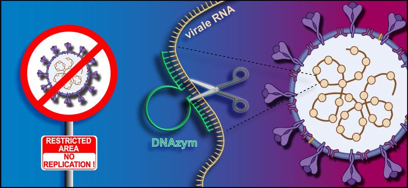 Antivirale Wirkung von DNAzymen: Diese schneiden gezielt die RNA des Virus auseinander und zerstören sie dadurch. 