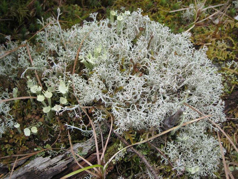 lichens and mosses 