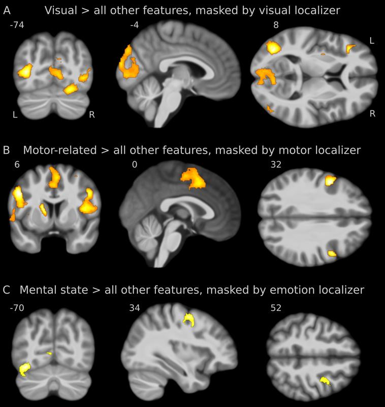 fMRT-Hirnaktivierungsmuster bei der Verarbeitung abstrakter psychologischer Begriffe. Die Abbildung zeigt Aktivitätsmuster für Begriffseigenschaften, die einen Bezug haben zu visuellen und motorischen Merkmalen sowie zu mentalen Zuständen.