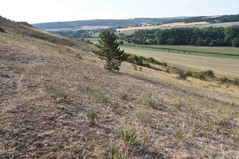 Am Ende der Dürre 2018 war die Vegetation des Trockenrasens am Schafberg im Unstruttal (Sachsen-Anhalt) oberflächlich fast vollständig tot.