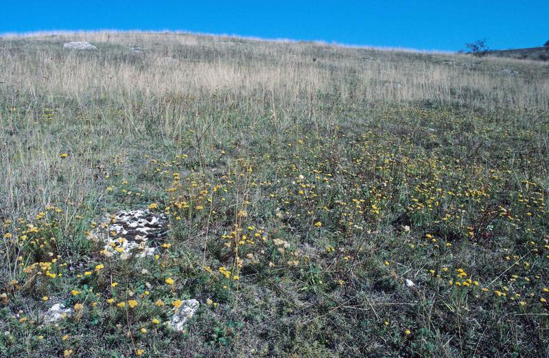 Selbst am Ende des Sommers 1995 war der Trockenrasen am Schafberg (hier nur aus einer anderen Perspektive) noch grün und es blühten noch zahlreiche Pflanzen (wie die seltene Goldschopf-Aster).