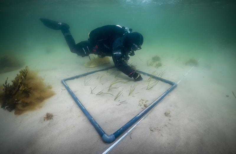 Erfolge bei der Seegras-Wiederansiedlung: Insgesamt wurden mehr als 3000 Quadratmeter mit 12 000 Pflanzen bestückt.