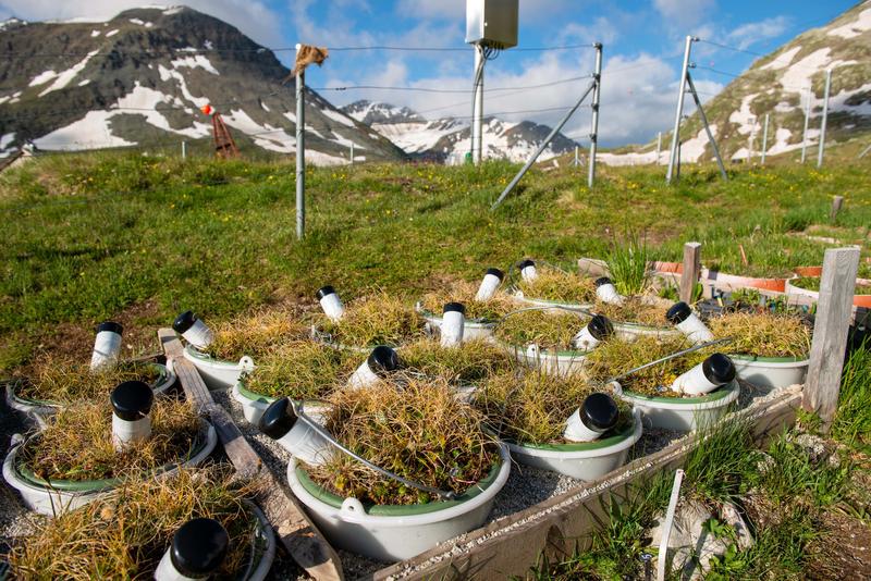 Alpine Pflanzen, die früher mit dem Wachstum beginnen, werden auch früher alt. So wie die alpine Vegetation in diesen Behältern, die schon mehrere Monate vor der Schneeschmelze Sommerwetter ausgesetzt wurde (aufgenommen im Juli).