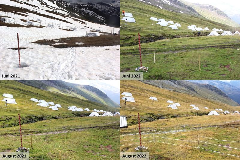Die experimentellen Ergebnisse lassen sich auch in der Natur beobachten (Webcam-Fotos). Frühe Schneeschmelze (2022, rechts) führt zu früherer Alterung, das heisst braunem alpinem Grasland, verglichen mit Jahren mit späterer Schneeschmelze (2021, links).