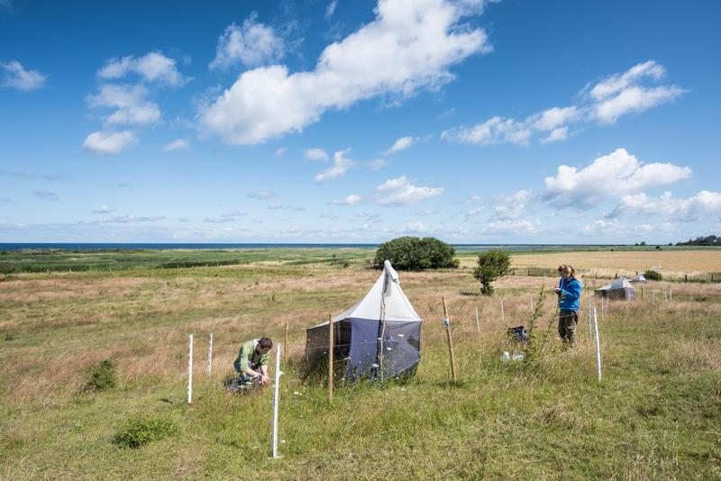 Members of the NABU regional association "Mittleres Mecklenburg" e.V. collecting data at the DINA-site Riedensee