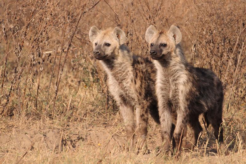 Young spotted hyena twin brothers in Ngorongoro Crater. They will likely join the same clan to breed.