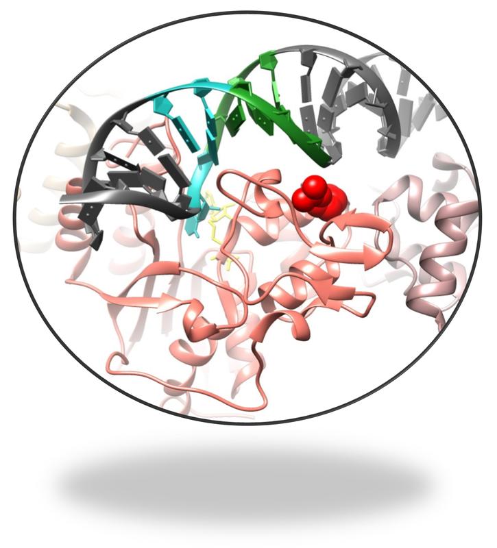 Untereinheit des DNMT3A Tetramers in rot, R882 in einer Kalottendarstellung. Im Hintergund in gelb den Kofaktor S-Adenosyl-L-Methionin. Die DNA ist grau, die zu methylierende CpG Stelle in cyan. In grün Sequenzpräferenzänderung von DNMT3A in der DNA.