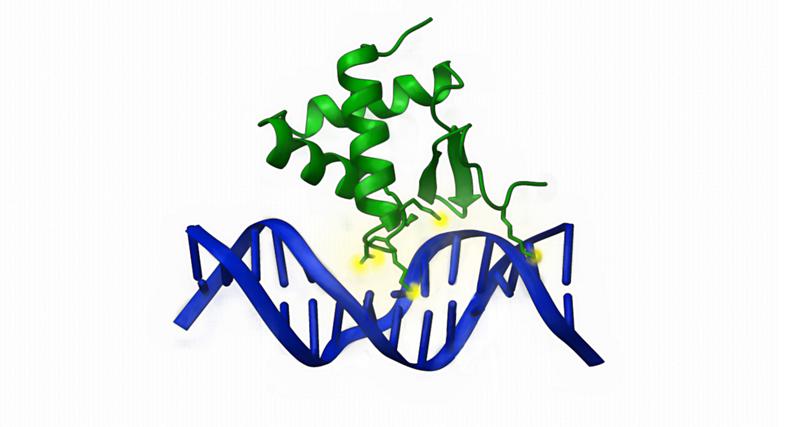 KAT6A bindet mit einer spezialisierten Domäne an CpG-reiche DNA. 