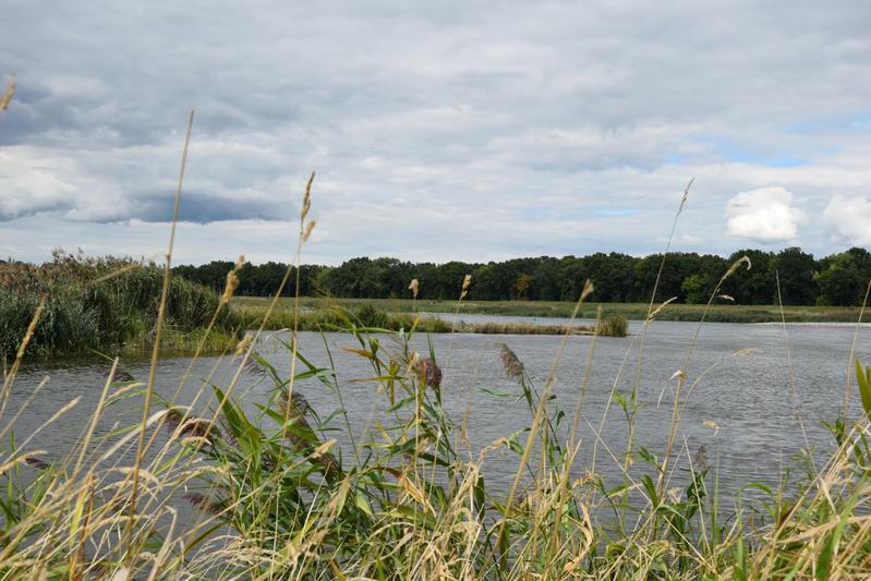 Vom Ufer aus – hier bei Reitwein – ist bereits im Herbst nichts mehr von der Katastrophe zu sehen. Dass von einer Erholung dennoch keine Rede sein kann, zeigen die Ergebnisse einer Routinebefischung sowie Daten zur Leitfähigkeit. 