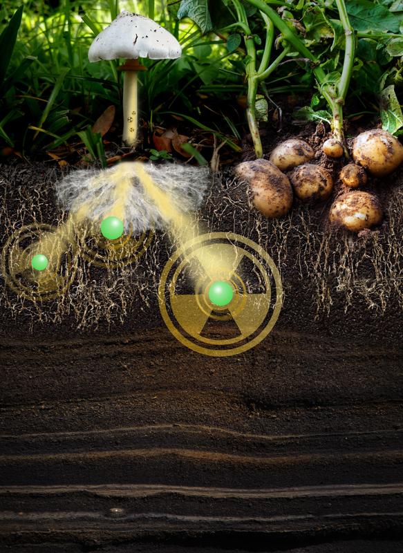 Radionuclide uptake and transport by fungal mycelium in soil.