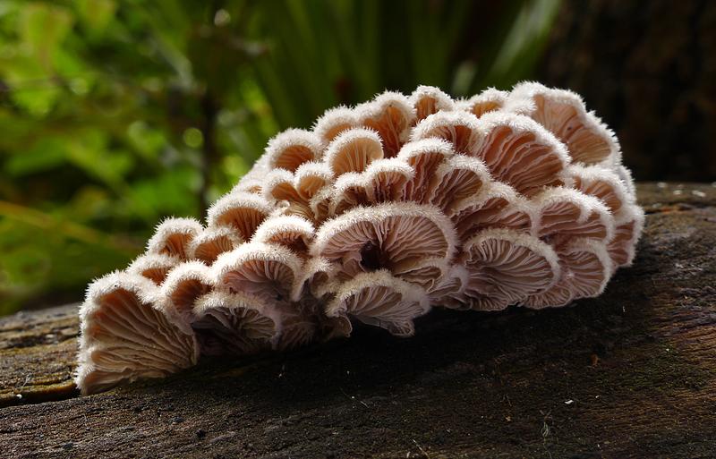 Common Split-Gill (Schizophyllum commune)