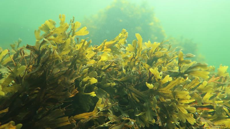 Blasentang (Fucus vesiculosus) findet man auch an Deutschlands Küsten, etwa auf Helgoland. Die Bremer Forschenden führten ihre Untersuchungen in Finnland durch. 