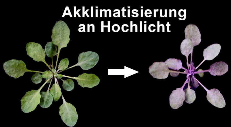 Pflanzen, wie zum Beispiel die Ackerschmalwand (Arabidopsis thaliana), die als Modellpflanze in der Pflanzenwissenschaft gilt, akkumulieren in den Blattgeweben im Zuge der Anpassung an höhere Lichtintensitäten große Mengen von Farbstoffen (rechts).