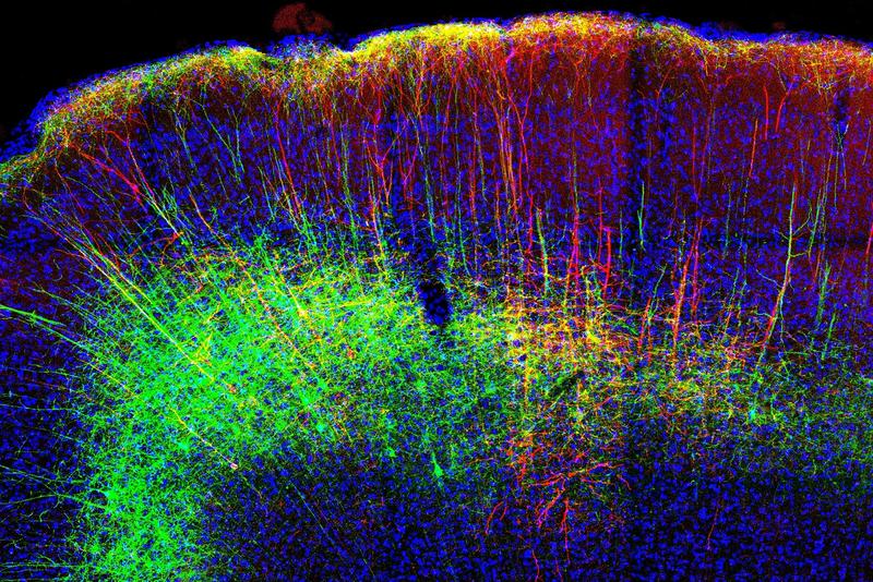 Farblich markierte Nervenbahnen im Motorcortex einer Maus