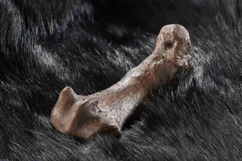 Mittelfußknochen eines Höhlenbären mit Schnittspuren