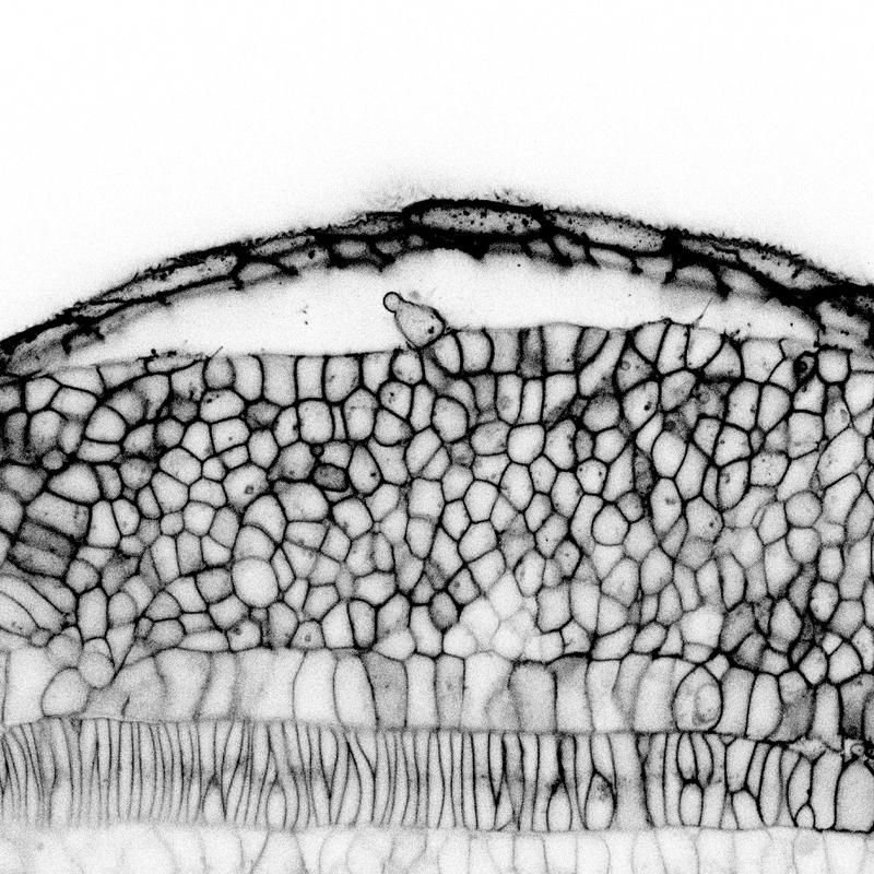 Konfokales Bild des präsomitischen Mesoderms eines Zebrafisch-Embryos. Zu sehen sind N-Cadherin-Adhäsionsmoleküle (schwarz). Dies zeigt die Zellgrenzen. 