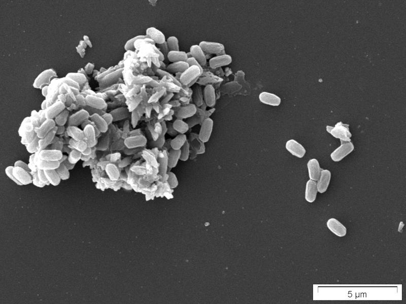 Die Mikrobe des Jahres 2023, Bacillus subtilis, bildet dauerhafte Sporen, was für vielfältige Einsätze genutzt wird, etwa im Hygiene- und Tierfutterbereich. Scanning Electron Microscope 500x