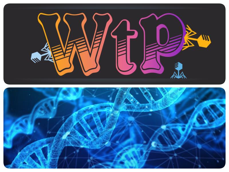 Zwei neue Bioinformatik-Tools aus Jena verbessern die Phagen-Detektion und das Primer-Design für PCR-Tests