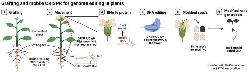 Schematic overview about the new mobile CRISPR/Cas9 RNA grafting system for genome editing in plants
