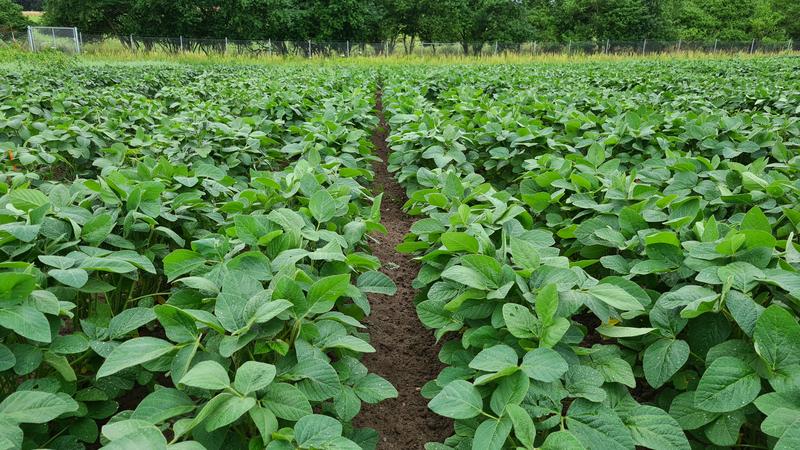 In the long term, more and more arable land in Europe will be suitable for growing soybeans. This could reduce dependence on soybean imports from Brazil and the USA. 