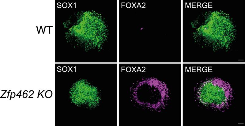Die neuronale Spezifizierung ist in Zfp462-deletierten Zellen beeinträchtigt