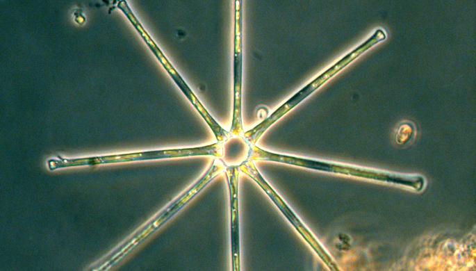 Die Kieselalge Asterionella bleakley aufgenommen mit dem Lichtmikroskop. 
