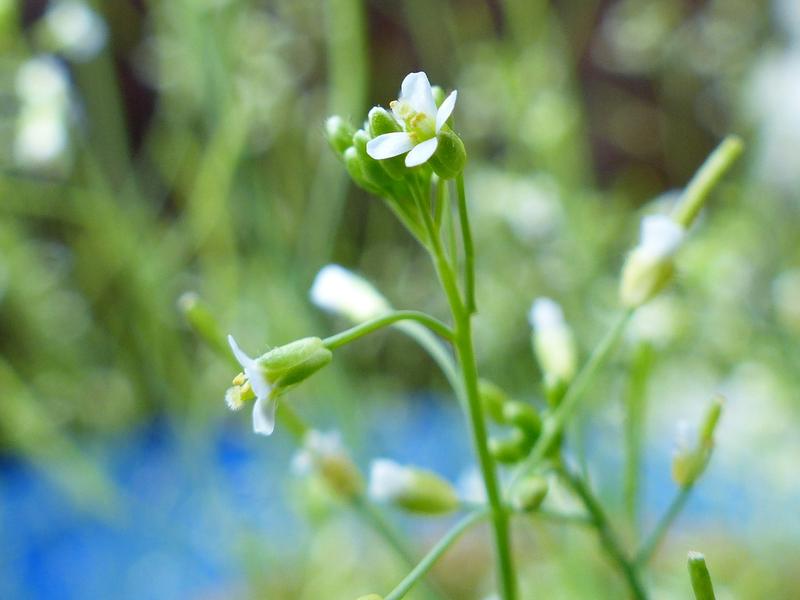 Die Arabidopsis thaliana (Acker-Schmalwand) diente als Modellpflanze.