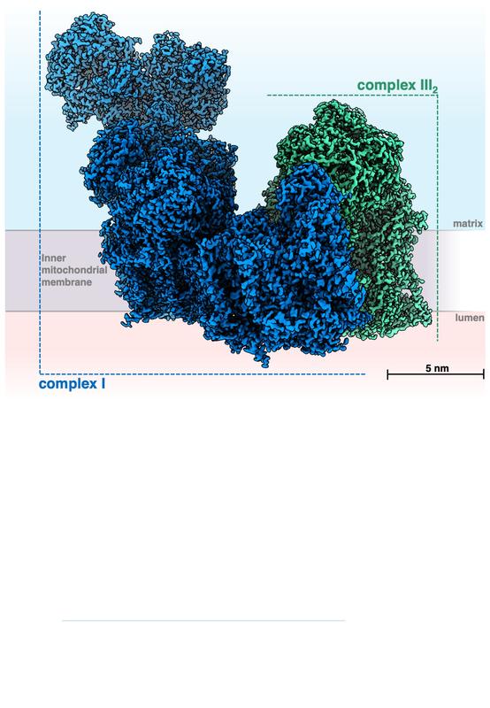 Atomares Modell eines mitochondrialen Atmungskettensuperkomplexes d. Modellpflanze Arabidopsis thaliana (Acker-Schmalwand). Der Superkomplex entsteht durch Zusammenlagerung d. Atmungskettenkomplexe I (complex I, blau) u. III (complex III2, grün)nm:Nanomtr.
