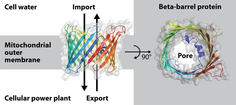 Model of the beta-barrel protein porin from baker's yeast found in the mitochondrial outer membrane.
