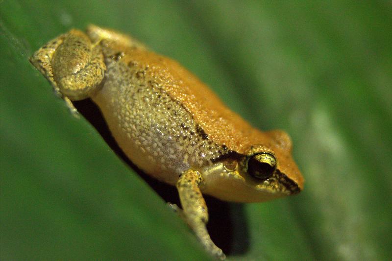 Johnstones Pfeiffrosch (Eleutherodactylus johnstonei). 
