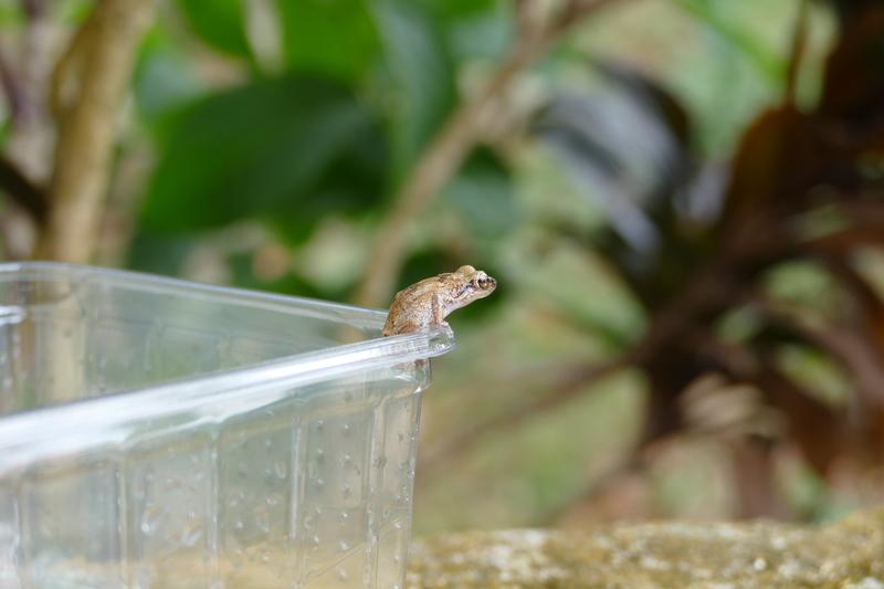 Die Verbreitung des Frosches ist häufig auf menschliche Einflüsse, wie den Pflanzenhandel, zurückzuführen. 