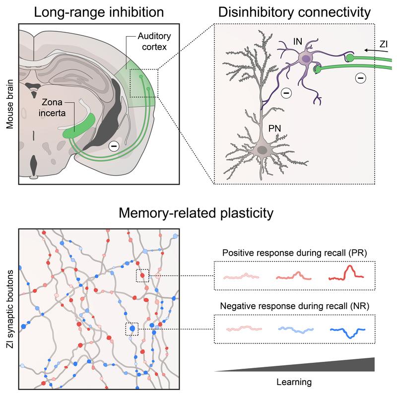 Schroeder et al. reveal that plasticity of long-range inhibition from the zona incerta enables memory formation in neocortical circuits.