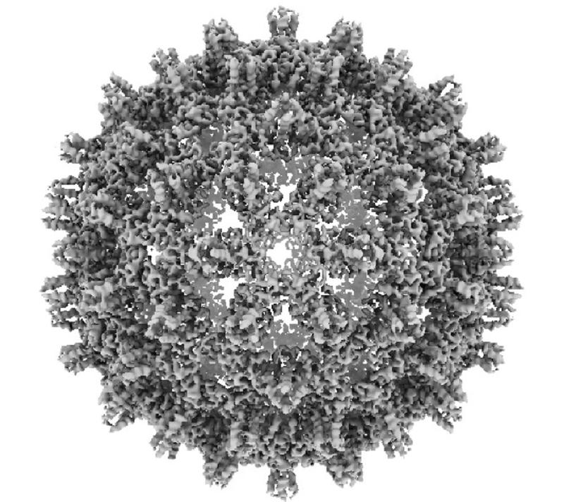Kryoelektronenmikroskopische Strukturrekonstruktion eines Hepatitis B Virus Core Capsids