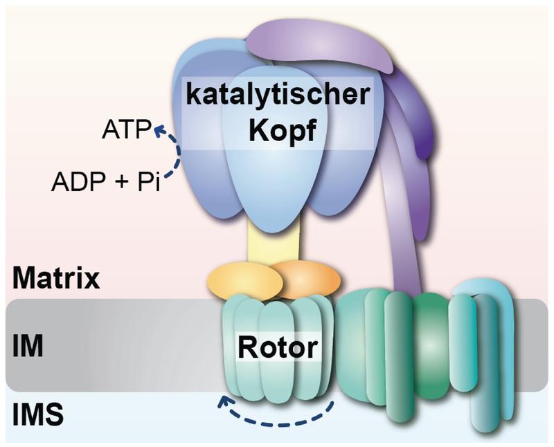Forschende um Prof. Becker am Universitätsklinikum Bonn (UKB) haben herausgefunden, dass das mitochondriale Hsp70 eine duale Funktion in der Bildung der ATP-Synthase ausführt: den Zusammenbau des katalytischen Kopfes und die kontrollierte Verknüpfun