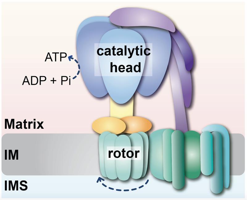 Researchers led by Prof. Becker at the University Hospital Bonn (UKB) have found that mitochondrial Hsp70 takes over a dual function in the formation of ATP synthase: the assembly of the catalytic head and the controlled linkage of the head to the stator