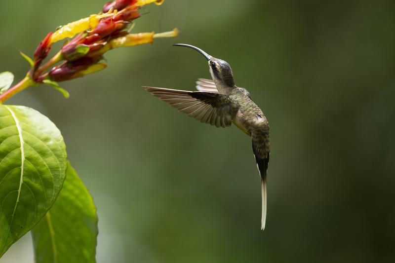 A missing metabolic gene probably enables hummingbirds like the long-tailed hermit (Phaethornis superciliosus) to perform their energy-consuming hovering flight.