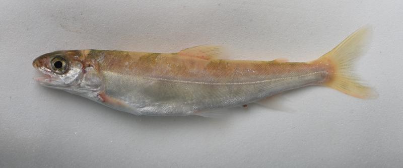 Tiefseesaibling Salvelinus profundus aus dem Bodensee