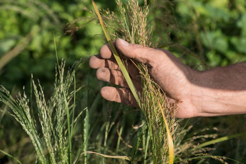 Forschung zu Pflanzenzucht ist einer der Schwerpunkte der Kooperation