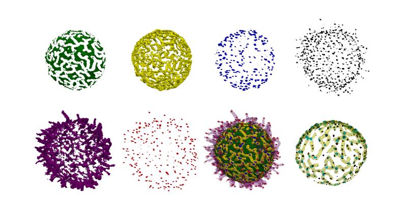 Computational image analysis reveals the different topographical features and localization of the IgM-BCR (two images on the right) on the B-cell surface. Scale bar = 5 μm.