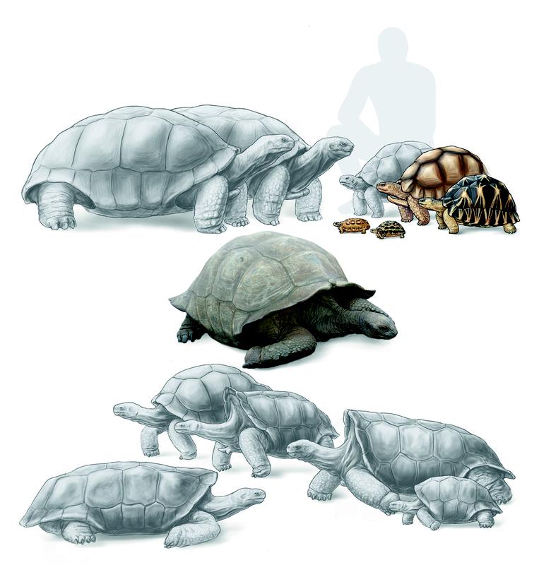 Durch DNA-Sequenzierung konnten die Evolution und Ausrottung der Landschildkrötenarten der Inseln im westlichen Indischen Ozean rekonstruiert werden. Ausgerottete Arten, darunter die neu entdeckte Art Astrochelys rogerbouri, sind grau dargestellt.