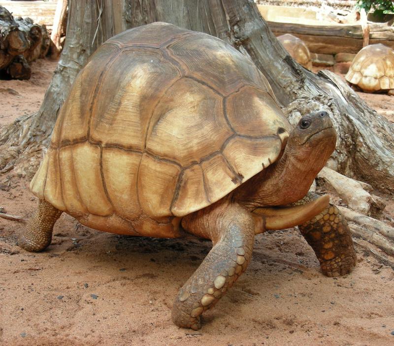 Die vom Aussterben bedrohte Art Astrochelys yniphora aus Madagaskar ist nahe mit der neu entdeckten ausgerotteten Spezies Astrochelys rogerbouri verwandt. 