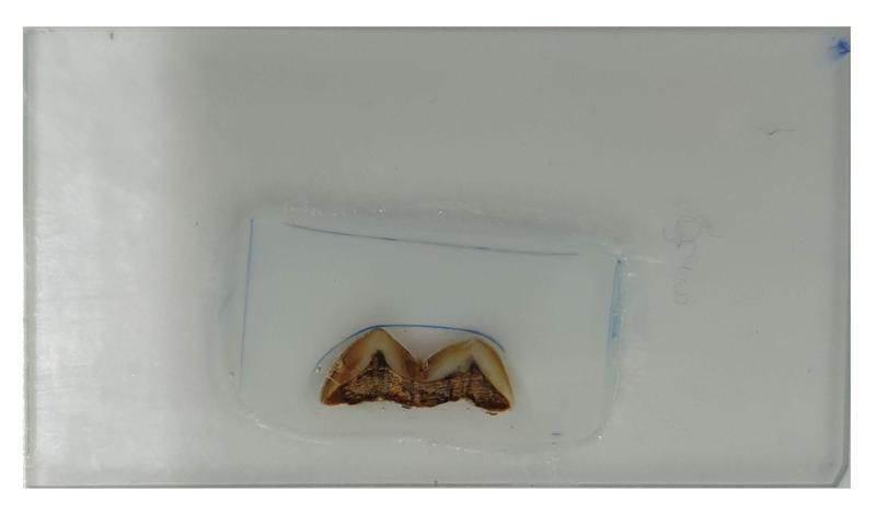 Polierter Dünnschliff eines Homo erectus Zahns vor der chemischen Analyse mittels Laser-Ablation Plasma Massenspektrometrie (LA-ICPMS).